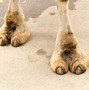 Image result for Cartoon Camel with Eye Lashes