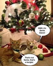 Image result for Cute Cat Memes for Christmas