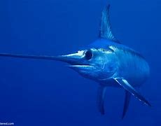 swordfish 的圖像結果
