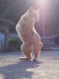 Image result for Dancing Cat