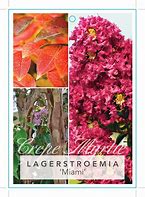 Image result for Lagerstroemia Miami