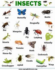 Image result for All Insects Names