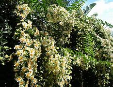 Image result for florada