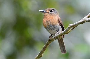 Image result for Nonnula rubecula