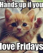 Image result for friday cats memes