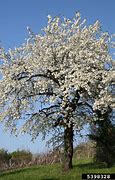Image result for Prunus avium Annabella