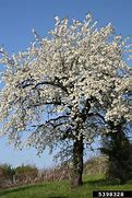 Image result for Prunus avium Sam