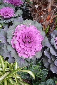 Image result for Cabbage Osaka Red