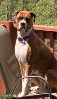 Image result for Fawn Boxer