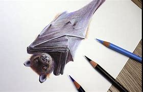 Image result for Realistic Bat Drawling