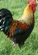 Image result for Coq Dore