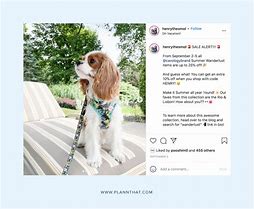 Image result for Instagram Model Dog
