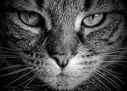 Image result for Smoky Face Cat
