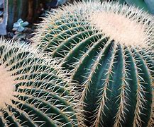 Image result for Spiky Desert Plant