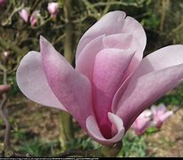 Image result for Magnolia Heaven Scent