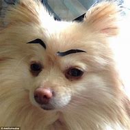 Image result for Funny Dog Eyebrows