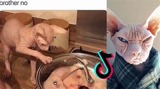 Image result for Hairless Cat Turkey Meme