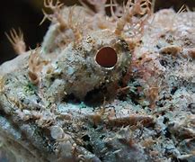 Image result for Poisonous Rockfish