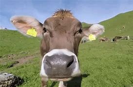 Image result for Cow Crying