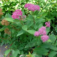 Image result for Spiraea japonica DOUBLE PLAY ARTIST