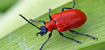 Image result for Red Garden Bugs