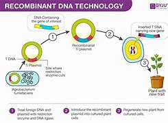 Image result for Molecular Cloning Techniques