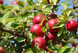 Image result for Washington State Apple Orchards