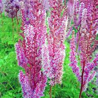 Image result for Astilbe Superba (Chinensis-Group)
