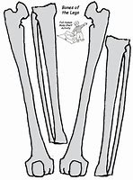 Image result for Skeleton Legs Cut Out