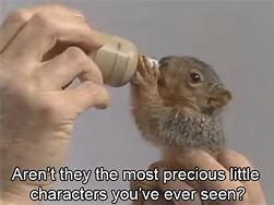 Image result for Bob Ross Squirrel Meme