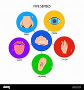 Image result for Senses in Psychology