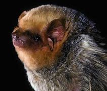 Image result for Western Red Bat Range