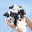 Image result for A Picture of the Cutest Puppy Ever