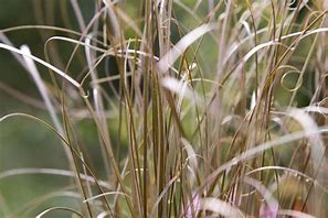 Image result for Carex buchananii Red Rooster