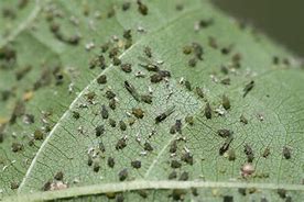 Image result for Cotton Insect Pest