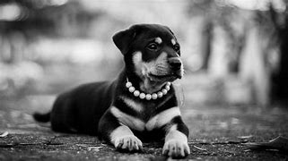 Image result for Beautiful Background Wallpaper Puppy