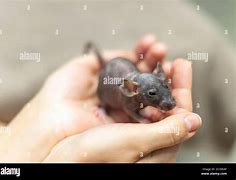 Image result for Baby Grey Rat