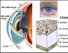 Image result for c�rnea