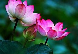 Image result for 4K Lotus Flower Wallpaper