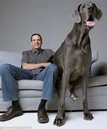 Image result for World's Biggest Dog Ever Alive