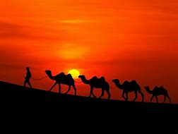 Image result for Desert with Camels