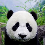 Image result for Panda Headshot