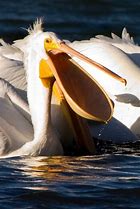 Image result for Open Mouth Pelican Catching Fish