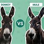 Image result for Are Mules and Donkeys the Same