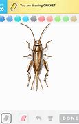 Image result for Traceable Cricket Insect