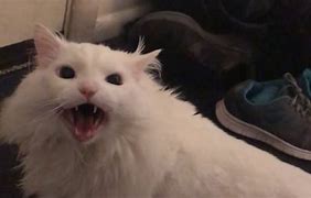 Image result for Thorston Cat Meme