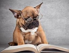 Image result for Smart Dog with Glasses