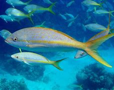 Image result for Snapper Fish Species