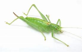 Image result for Mine Crickets