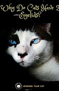 Image result for Cats Extra Eyelid